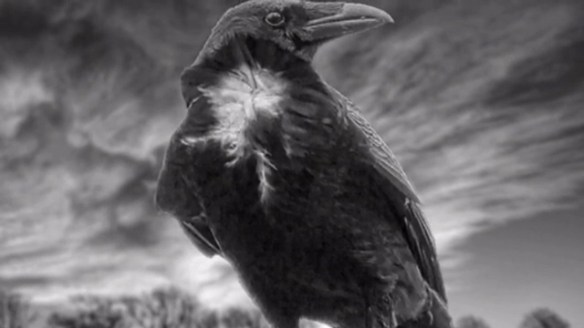 Nightmare.mp4.00_00_24_26.Still001